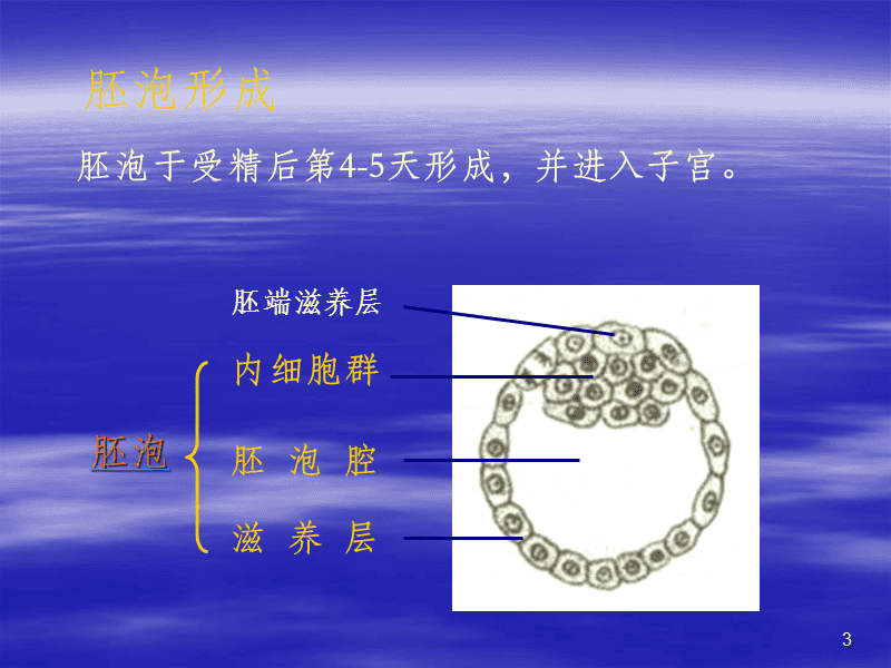 人胚胎的早期发育.ppt_第3页